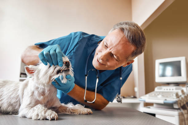 Best Broken or Chipped Tooth Repair in Peoria, AZ